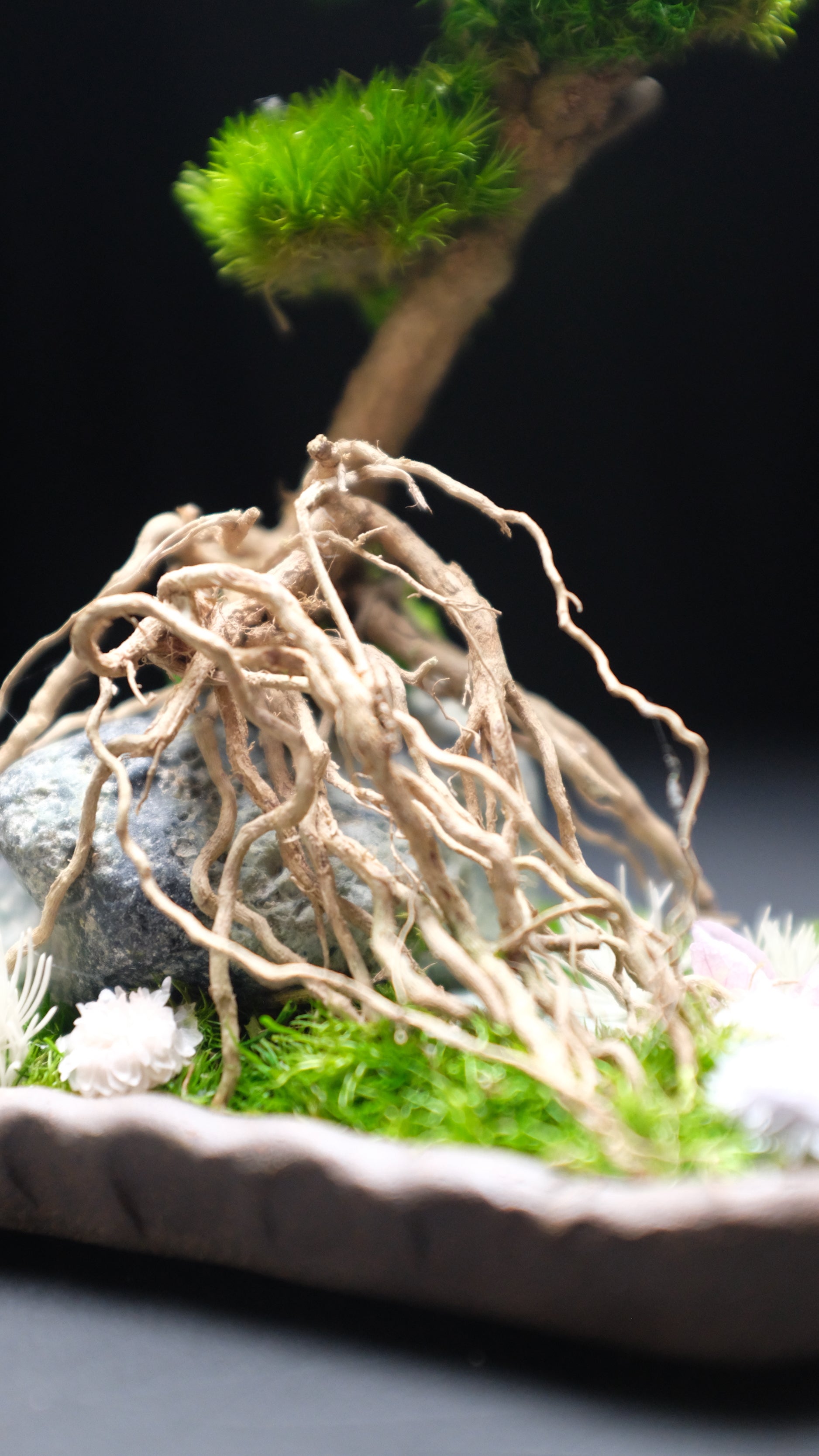 Slow Hill - Small edition (Preserved Plants)