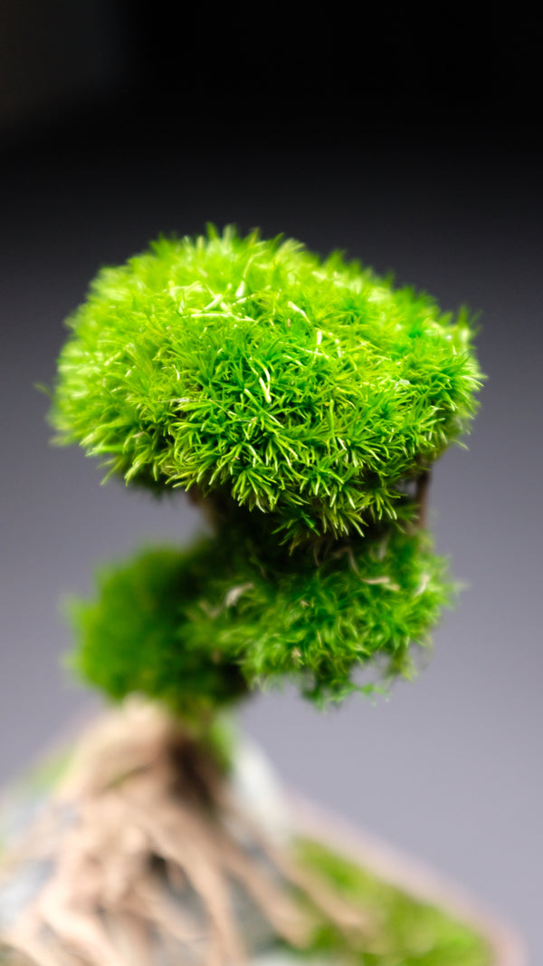 Slow Hill - Small edition (Preserved Plants)