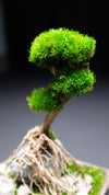 Slow Hill - Small edition (Preserved Plants)