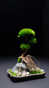 Slow Hill - Small edition (Preserved Plants)