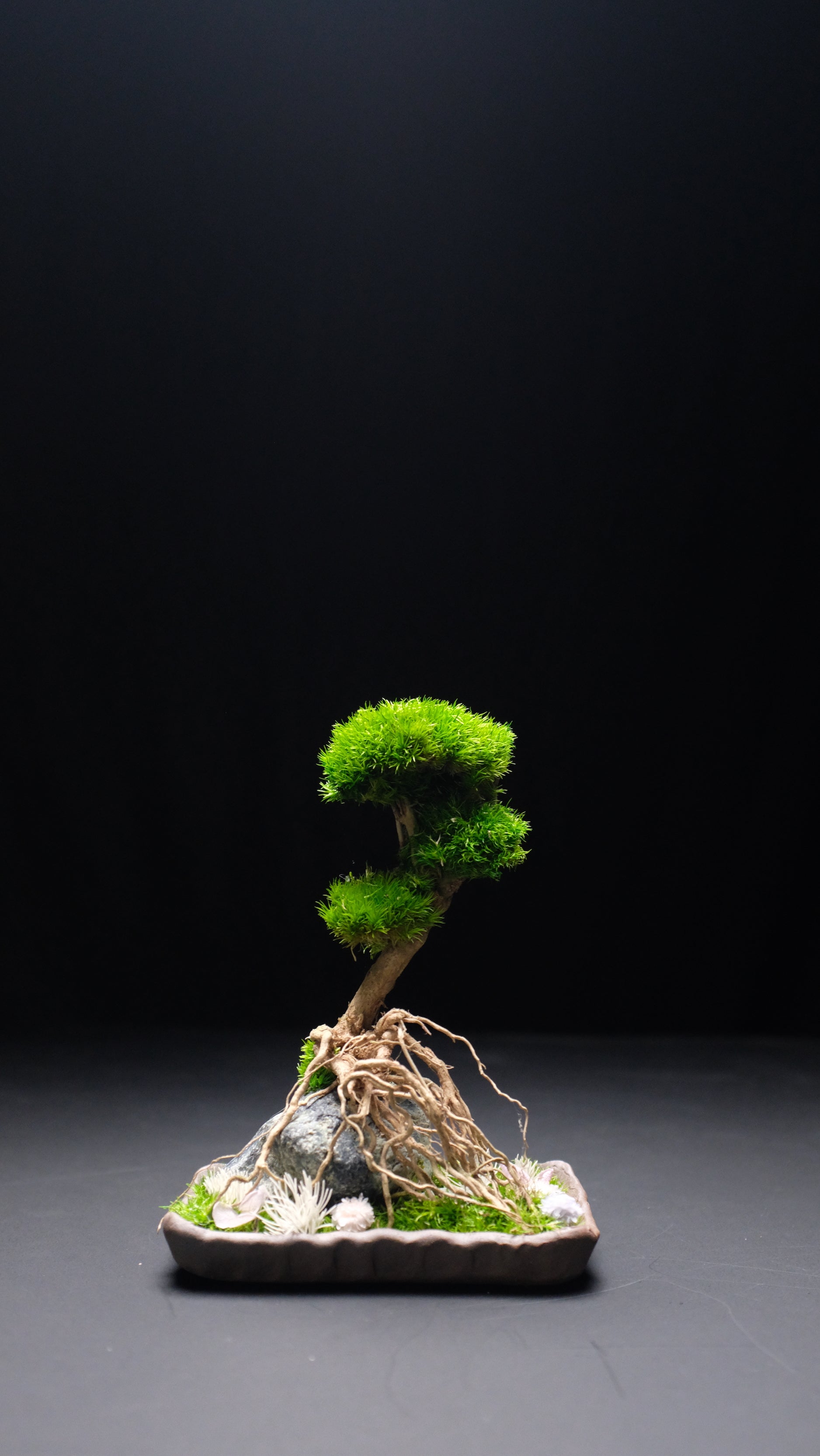 Slow Hill - Small edition (Preserved Plants)