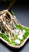 Slow Hill - Small edition (Preserved Plants)