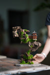 Blackwood Cliff (Preserved Plants)