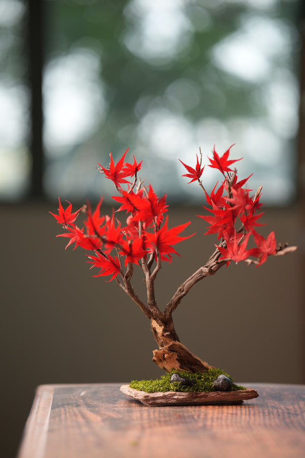 Theatre of Autumn - Flaming Maple (Preserved Plants)