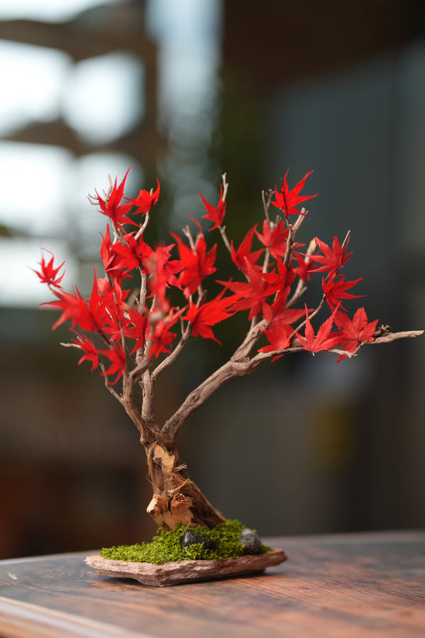 Theatre of Autumn - Flaming Maple (Preserved Plants)