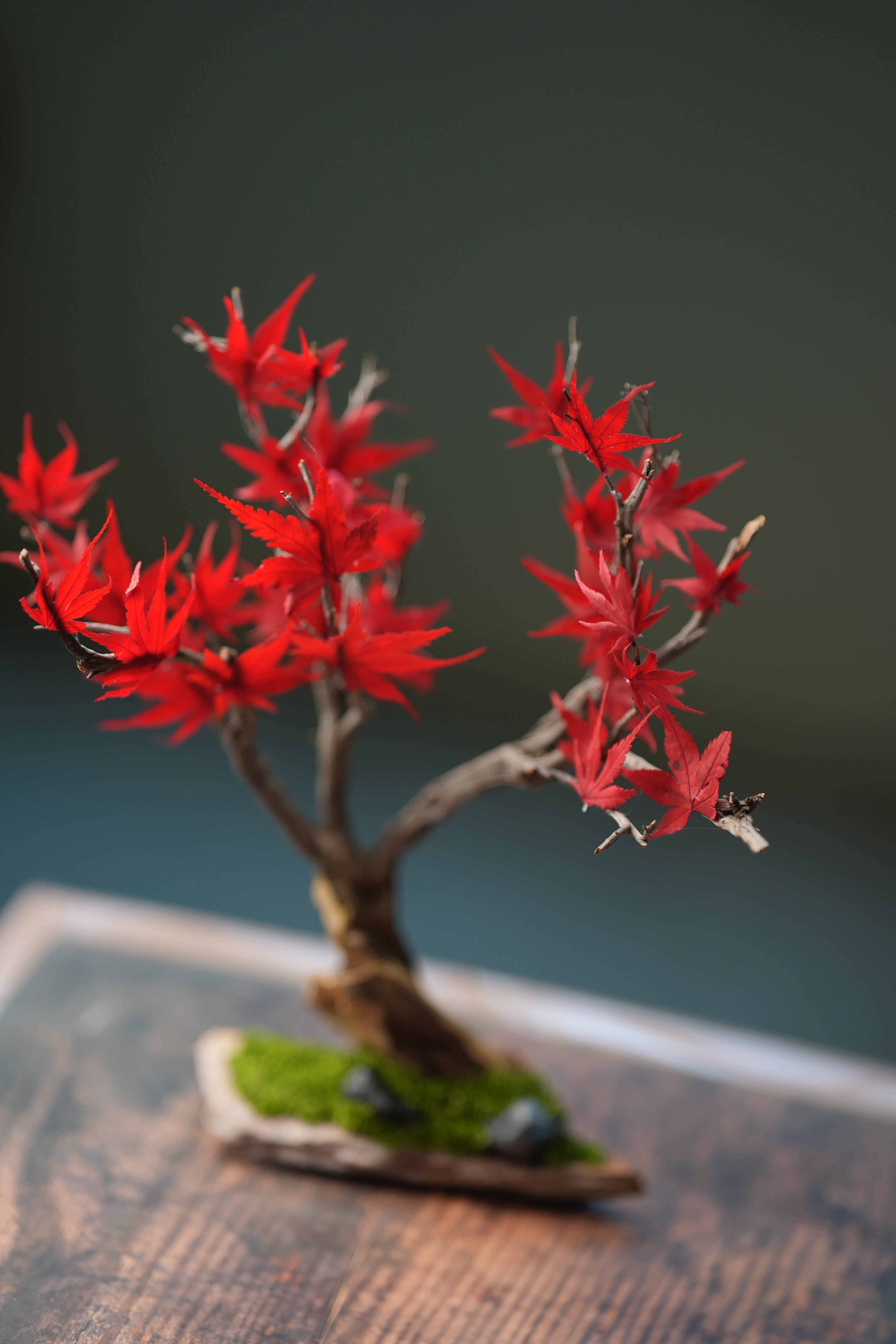 Theatre of Autumn - Flaming Maple (Preserved Plants)