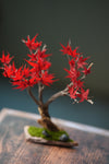 Theatre of Autumn - Flaming Maple (Preserved Plants)