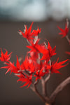 Theatre of Autumn - Flaming Maple (Preserved Plants)