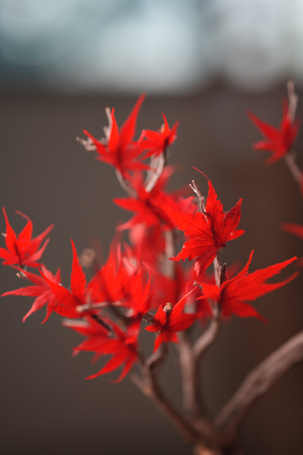 Theatre of Autumn - Flaming Maple (Preserved Plants)