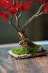 Theatre of Autumn - Flaming Maple (Preserved Plants)