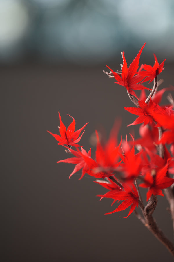 Theatre of Autumn - Flaming Maple (Preserved Plants)