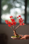 Theatre of Autumn - Flaming Maple (Preserved Plants)
