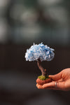 A Small Tree in the East - Purple Dream (Preserved Plants)