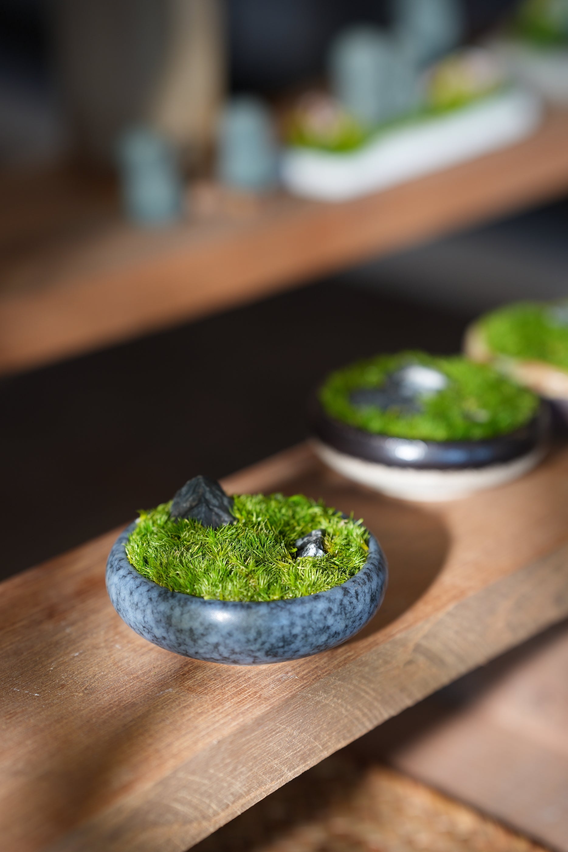 Land on the Palm (Preserved Plants)