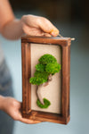 A Small Tree in the East - Wall Hanging edition (Preserved Plants)