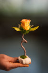 Children of the Forest - Jupiter - Smaller (Preserved Plants)
