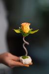 Children of the Forest - Jupiter - Smaller (Preserved Plants)