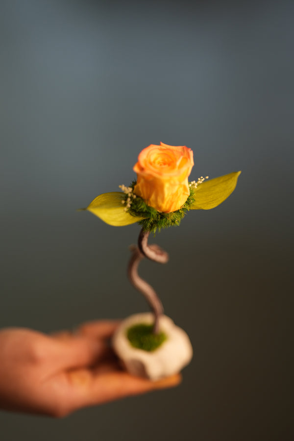 Children of the Forest - Jupiter - Smaller (Preserved Plants)