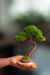 Light in the Garden - Rosewood (Preserved Plants)