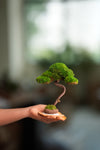 Light in the Garden - Rosewood (Preserved Plants)