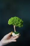 A Small Tree in the East - Classics - Reindeer (Preserved Plants)