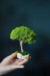 A Small Tree in the East - Classics - Reindeer (Preserved Plants)
