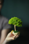 A Small Tree in the East - Classics - Reindeer (Preserved Plants)
