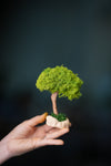 A Small Tree in the East - Classics - Reindeer (Preserved Plants)