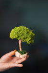 A Small Tree in the East - Classics - Reindeer (Preserved Plants)