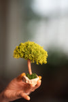 A Small Tree in the East - Classics - Reindeer (Preserved Plants)