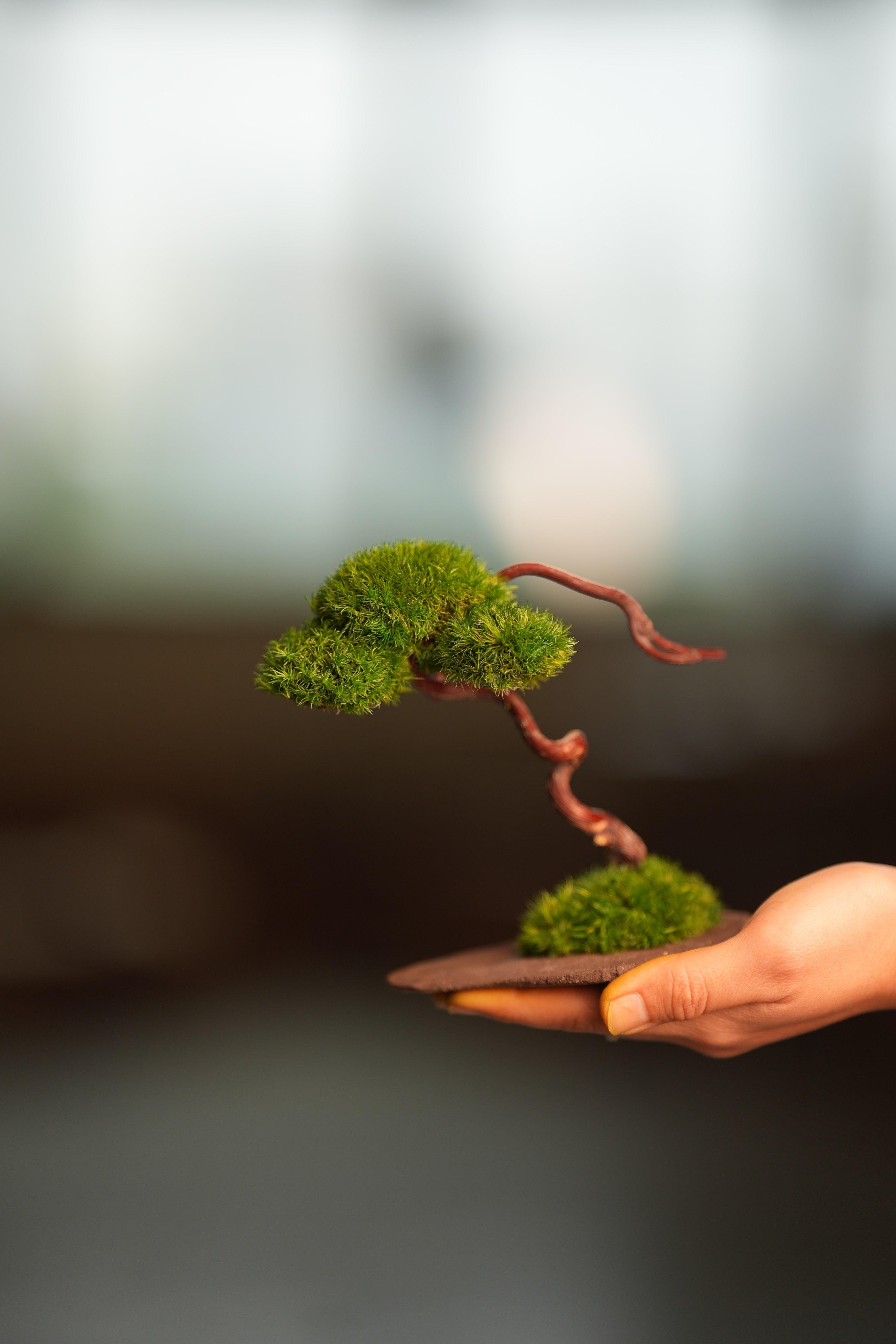 A Small Tree in the East - Classics (Preserved Plants)