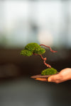 A Small Tree in the East - Classics (Preserved Plants)