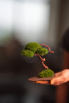 A Small Tree in the East - Classics (Preserved Plants)