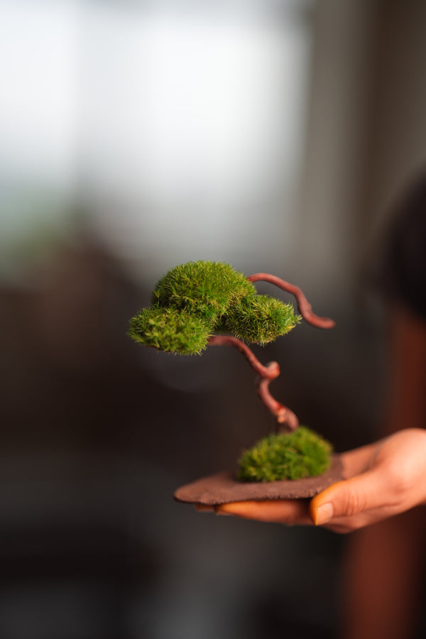 A Small Tree in the East - Classics (Preserved Plants)