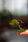A Small Tree in the East - Classics (Preserved Plants)