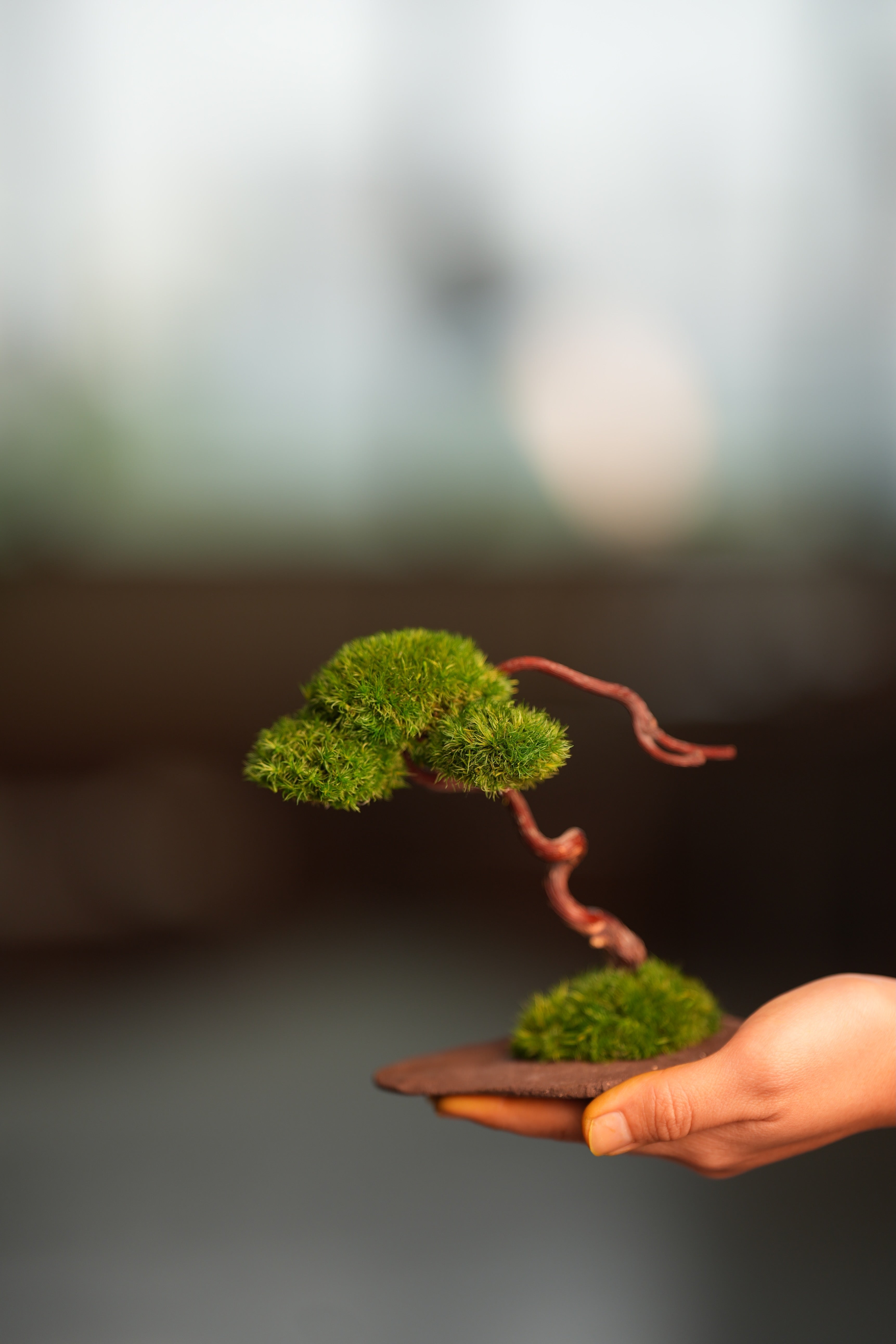 A Small Tree in the East - Classics (Preserved Plants)