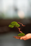A Small Tree in the East - Classics (Preserved Plants)