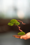 A Small Tree in the East - Classics (Preserved Plants)