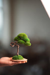 A Small Tree in the East - Classics (Preserved Plants)