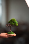 A Small Tree in the East - Classics (Preserved Plants)