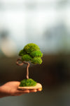 A Small Tree in the East - Classics (Preserved Plants)