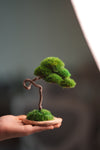 A Small Tree in the East - Classics (Preserved Plants)