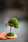 A Small Tree in the East - Classics (Preserved Plants)