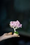 A Small Tree in the East - Sakura - Classics (Preserved Plants)
