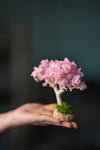 A Small Tree in the East - Sakura - Classics (Preserved Plants)