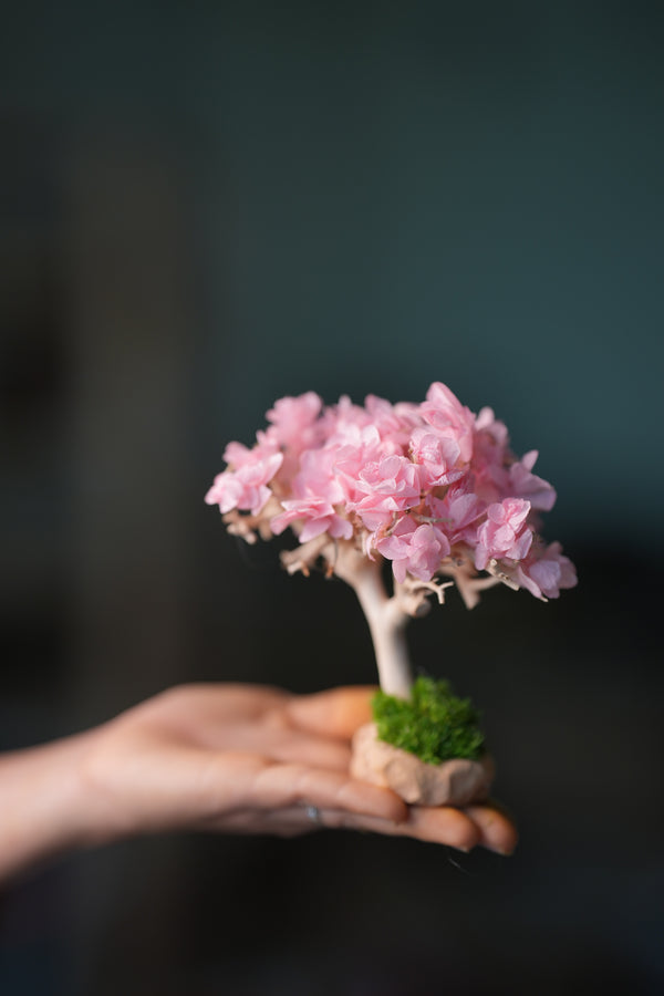 A Small Tree in the East - Sakura - Classics (Preserved Plants)