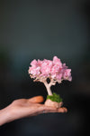 A Small Tree in the East - Sakura - Classics (Preserved Plants)