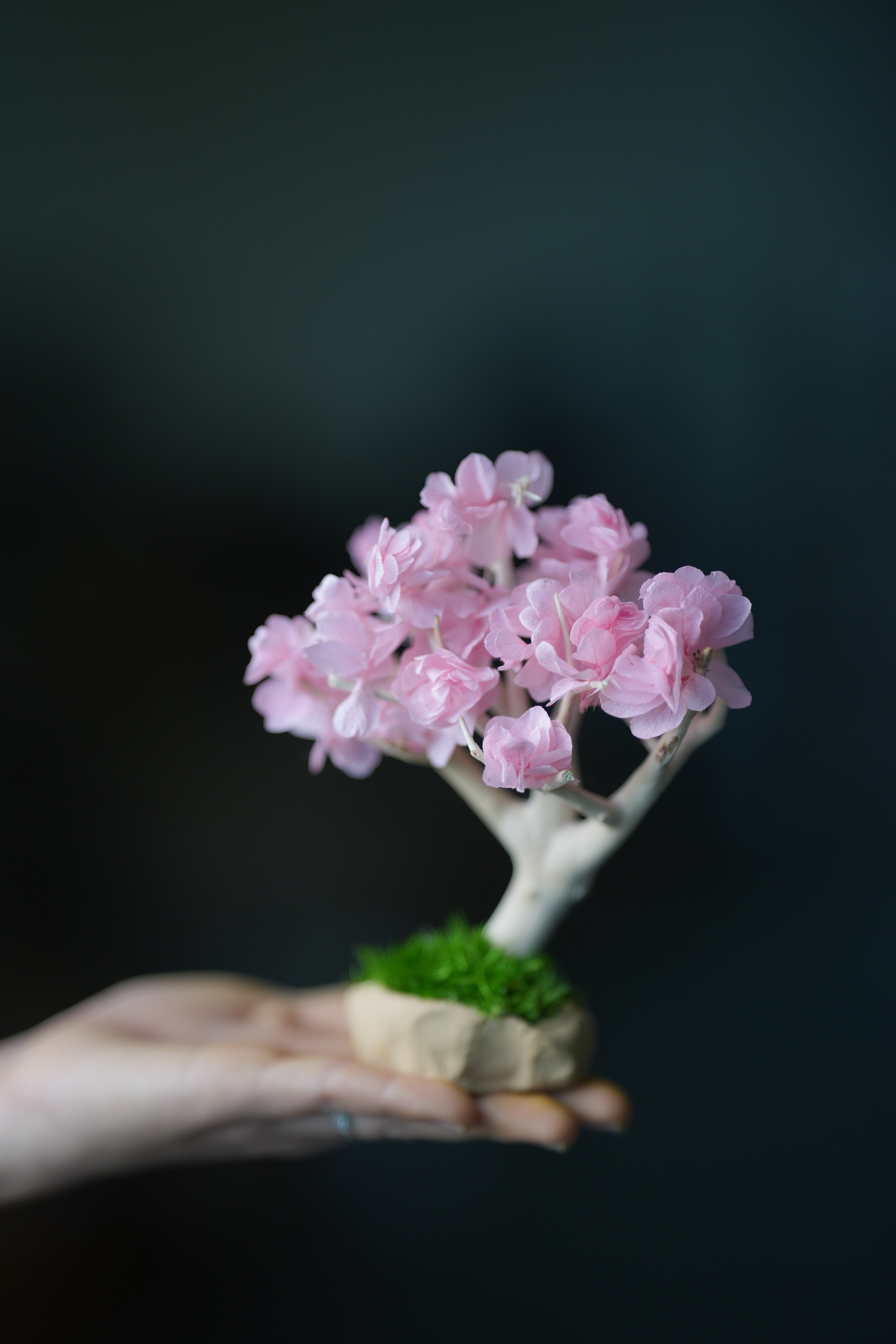 A Small Tree in the East - Sakura - Classics (Preserved Plants)