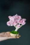 A Small Tree in the East - Sakura - Classics (Preserved Plants)