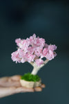 A Small Tree in the East - Sakura - Classics (Preserved Plants)